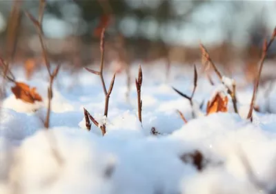 Den Garten winterfest machen Den Garten winterfest machen