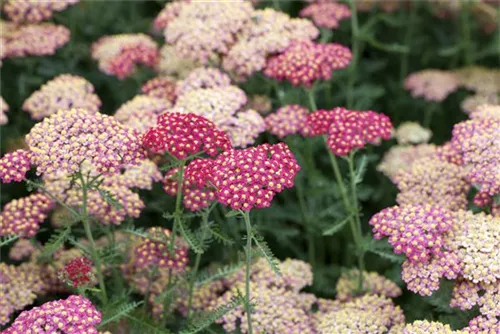 Garten-Schaf-Garbe - Achillea millefolium 'Paprika'