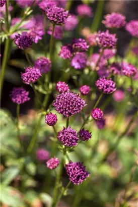 Große Sterndolde - Astrantia major