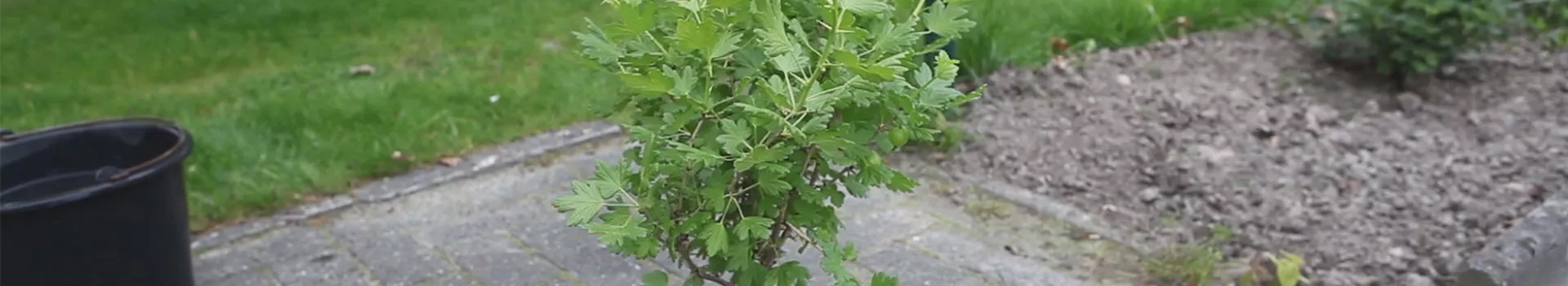 Stachelbeere - Einpflanzen im Garten