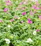 Garten-Storchschnabel - Geranium macrorrhizum i.S.