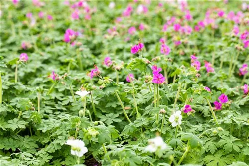 Garten-Storchschnabel - Geranium macrorrhizum i.S.