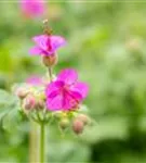 Garten-Storchschnabel - Geranium macrorrhizum i.S.