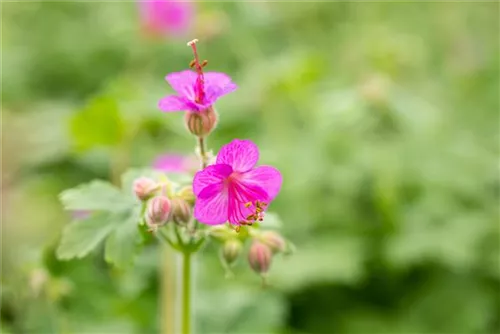 Garten-Storchschnabel - Geranium macrorrhizum i.S.