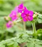 Garten-Storchschnabel - Geranium macrorrhizum i.S.