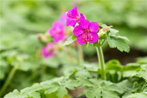 Garten-Storchschnabel - Geranium macrorrhizum i.S.