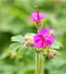 Garten-Storchschnabel - Geranium macrorrhizum i.S.