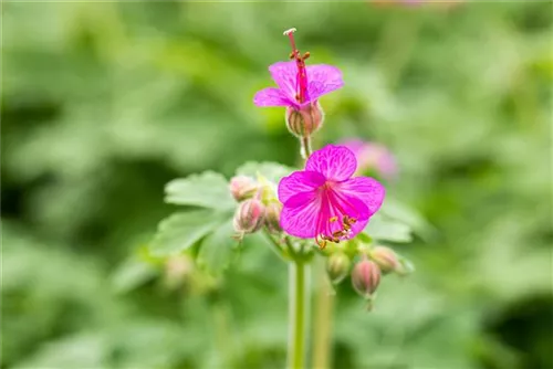 Garten-Storchschnabel - Geranium macrorrhizum i.S.