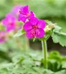 Garten-Storchschnabel - Geranium macrorrhizum i.S.