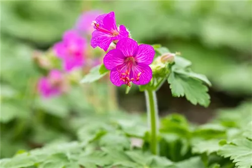 Garten-Storchschnabel - Geranium macrorrhizum i.S.
