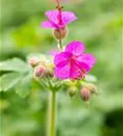 Garten-Storchschnabel - Geranium macrorrhizum i.S.