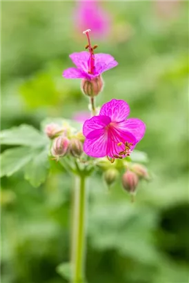 Garten-Storchschnabel - Geranium macrorrhizum i.S.