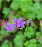 Garten-Storchschnabel - Geranium macrorrhizum i.S.
