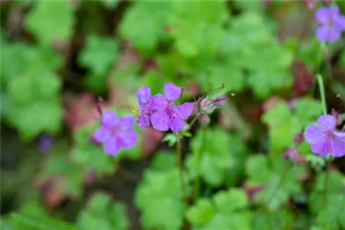 Garten-Storchschnabel - Geranium macrorrhizum i.S.