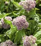 Gewöhnlicher Wasserdost - Eupatorium cannabinum