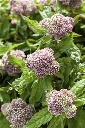Gewöhnlicher Wasserdost - Eupatorium cannabinum
