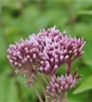 Gewöhnlicher Wasserdost - Eupatorium cannabinum