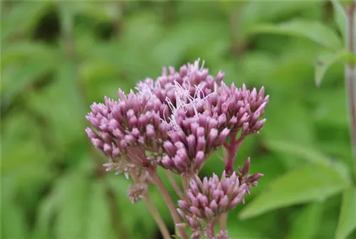 Gewöhnlicher Wasserdost - Eupatorium cannabinum