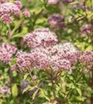Gewöhnlicher Wasserdost - Eupatorium cannabinum
