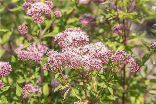 Gewöhnlicher Wasserdost - Eupatorium cannabinum