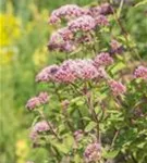 Gewöhnlicher Wasserdost - Eupatorium cannabinum