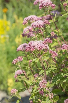Gewöhnlicher Wasserdost - Eupatorium cannabinum