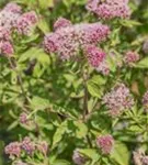Gewöhnlicher Wasserdost - Eupatorium cannabinum