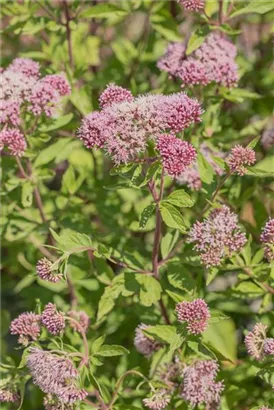 Gewöhnlicher Wasserdost - Eupatorium cannabinum