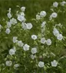 Brauner Garten-Storchschnabel - Geranium phaeum 'Album'