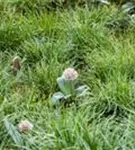 Blauzungen-Lauch - Allium karataviense