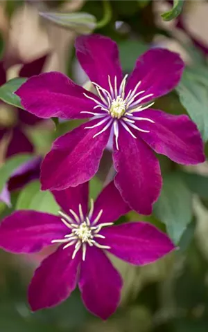 Clematis 'Niobe'