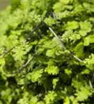 Zwergiger Garten-Fiederteppich - Cotula dioica 'Minima'