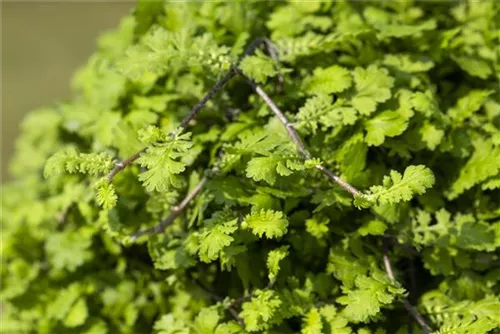 Zwergiger Garten-Fiederteppich - Cotula dioica 'Minima'