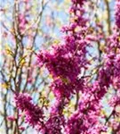 Judasbaum 'Avondale' - Cercis chinensis 'Avondale' - Ziergehölze