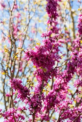 Judasbaum 'Avondale' - Cercis chinensis 'Avondale' - Ziergehölze