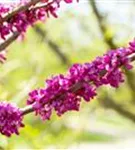 Judasbaum 'Avondale' - Cercis chinensis 'Avondale' - Ziergehölze
