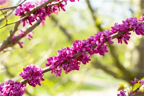 Judasbaum 'Avondale' - Cercis chinensis 'Avondale' - Ziergehölze