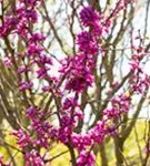 Judasbaum 'Avondale' - Cercis chinensis 'Avondale' - Ziergehölze