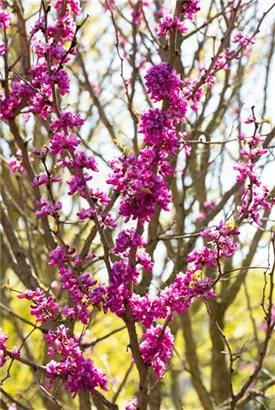 Judasbaum 'Avondale' - Cercis chinensis 'Avondale' - Ziergehölze