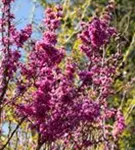 Judasbaum 'Avondale' - Cercis chinensis 'Avondale' - Ziergehölze