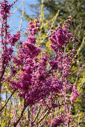 Judasbaum 'Avondale' - Cercis chinensis 'Avondale' - Ziergehölze