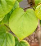 Judasbaum 'Avondale' - Cercis chinensis 'Avondale' - Ziergehölze