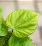 Judasbaum 'Avondale' - Cercis chinensis 'Avondale' - Ziergehölze