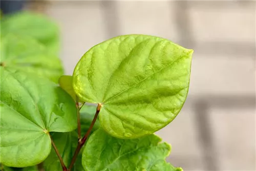 Judasbaum 'Avondale' - Cercis chinensis 'Avondale' - Ziergehölze