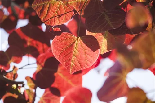 Judasbaum 'Forest Pansy' - Cercis canadensis 'Forest Pansy'