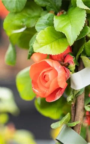 Chaenomeles speciosa 'Orange Storm'