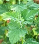 Echter Apotheker-Eibisch - Althaea officinalis