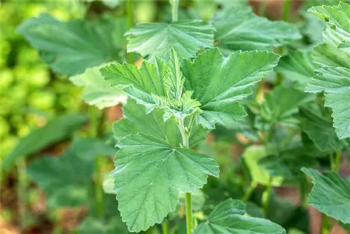 Echter Apotheker-Eibisch - Althaea officinalis