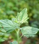 Echter Apotheker-Eibisch - Althaea officinalis