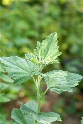 Echter Apotheker-Eibisch - Althaea officinalis